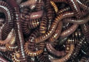 Worms crawling out from under the rocks of foreclosures.